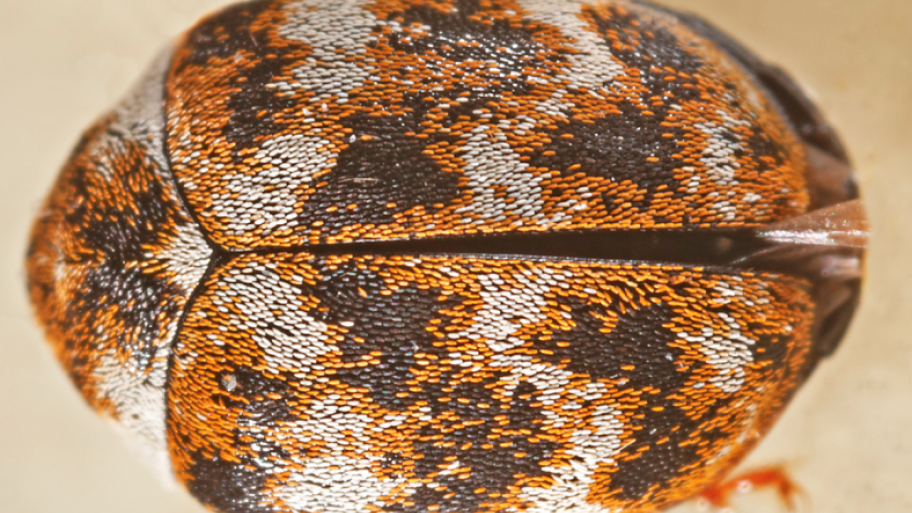 What are Carpet Beetles? Angie's List